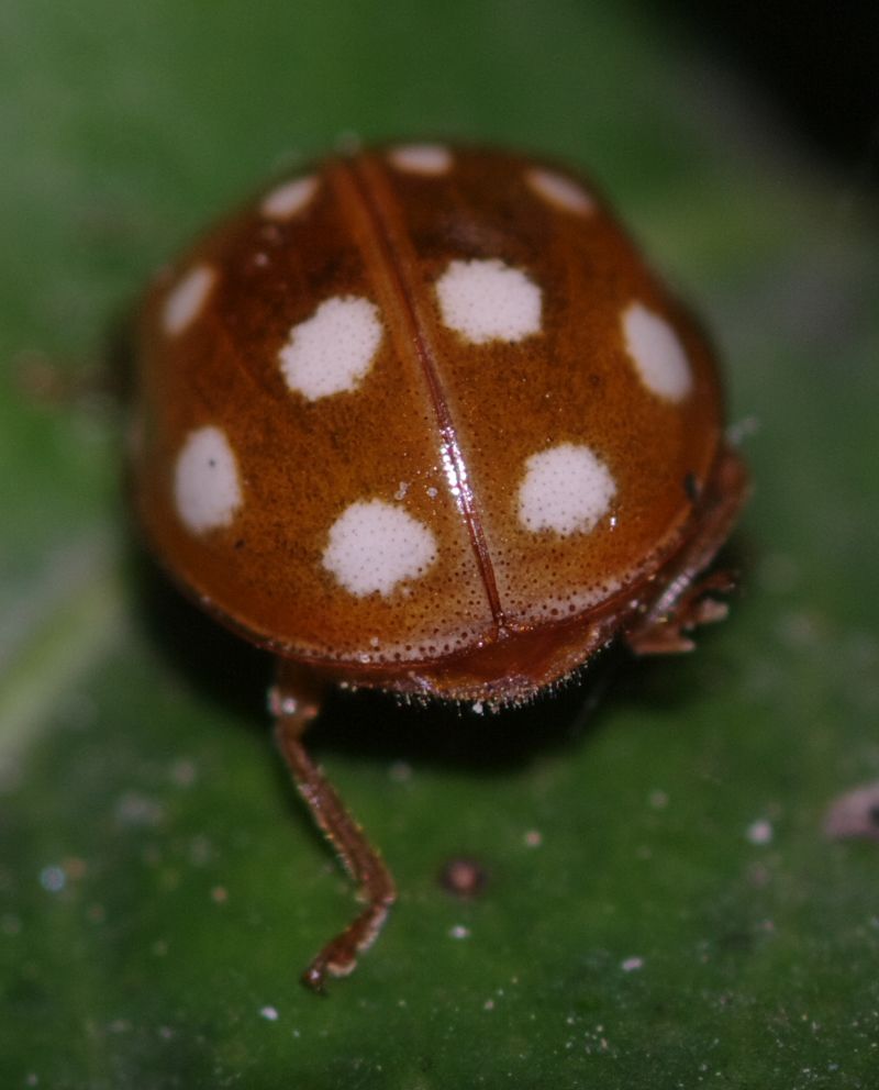 Coccinella 2 - Calvia quatuordecimguttata